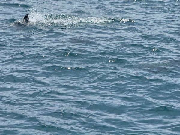 令和8年度_古河市テニス協会大会計画
